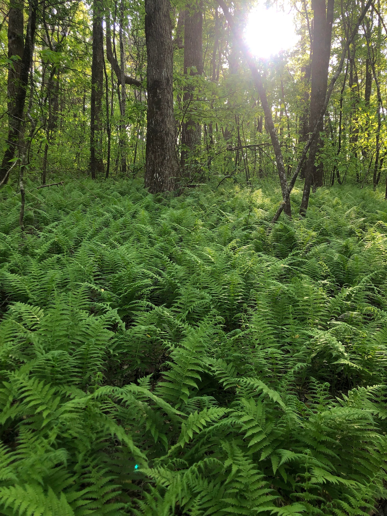 Ostrich fern forest on the Appalachian Trail